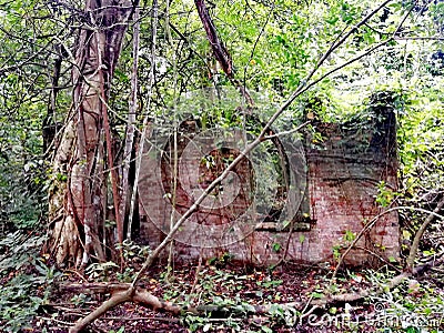 Building ruins in tropical rainforest Stock Photo