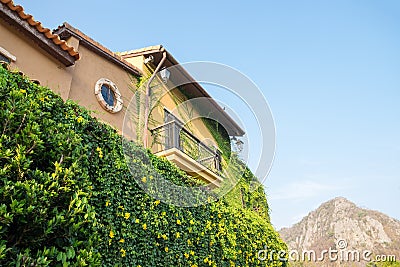 Building vintage antique ivy vine Stock Photo