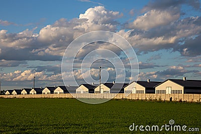 Farm for industrial poultry grow Stock Photo