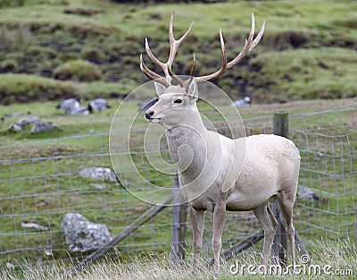 Bukhara or Bactrian Deer Stock Photo