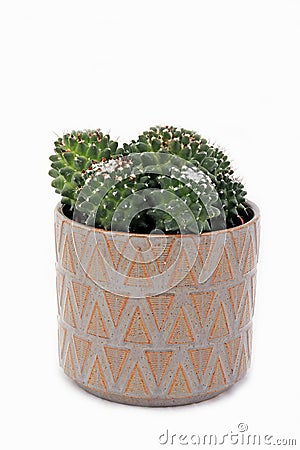 Bulb cacti in a special figured pot Stock Photo