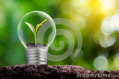 The bulb is located on the inside with leaves forest and the trees are in the light. Concepts of environmental conservation and gl Stock Photo