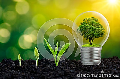 The bulb is located on the inside with leaves forest and the trees are in the light. Concepts of environmental conservation and Stock Photo