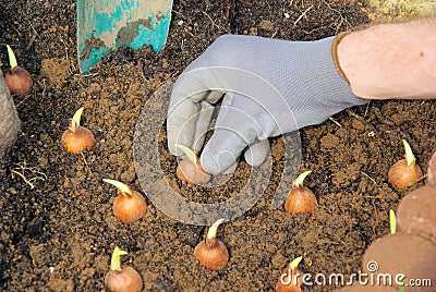 Bulb planting Stock Photo