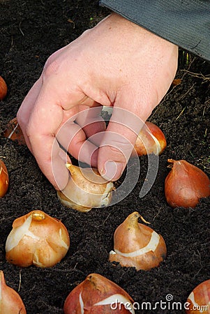 Bulb planting Stock Photo