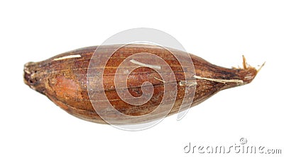 Bulb of Siberian lily or lavender mountain lily or Ixiolirion tataricum isolated on white Stock Photo