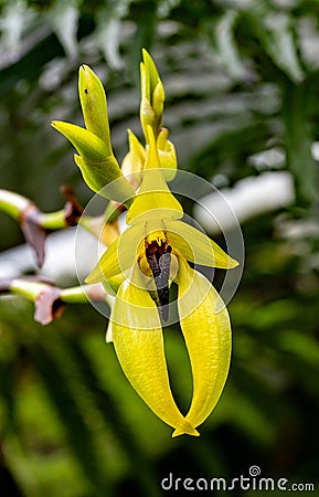 Bulbophyllum amplebracteatum Stock Photo