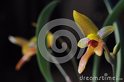 Bulbophyllum cootesii Stock Photo