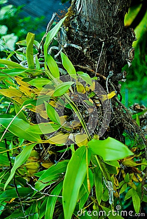 Bulbophyllum orchid Stock Photo