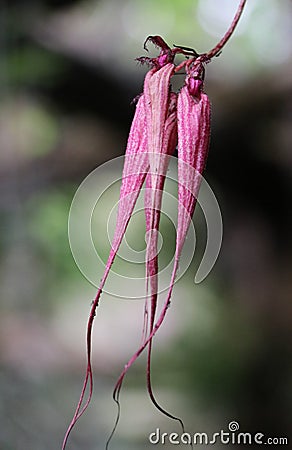 Bulbophyllum ornatissimum is a species of orchid. Stock Photo