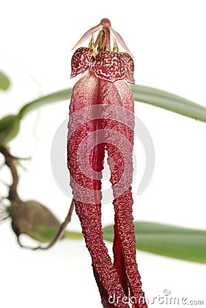 Bulbophyllum plumatum Stock Photo
