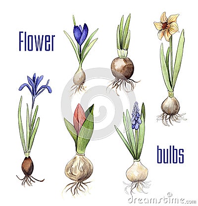 Bulbs of different flowers Stock Photo
