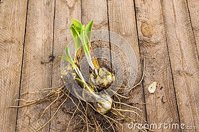 Bulbs Lilium candidum on a wooden background. Stock Photo