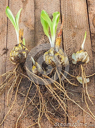 Bulbs Lilium candidum on a wooden background before planting. Stock Photo