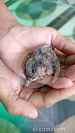 Bulbul bird chick bulbul bird has 2days baby Stock Photo