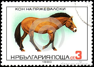 BULGARIA - CIRCA 1980: a stamp, printed in Bulgaria, shows a Przewalski`s horse Editorial Stock Photo