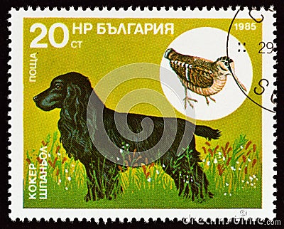 BULGARIA - CIRCA 1985: A stamp printed in Bulgaria shows Cocker Spaniel, Eurasian Woodcock Scolopax rusticola, circa 1985. Editorial Stock Photo