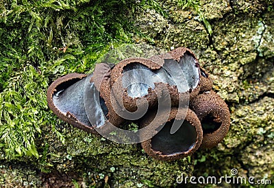 Bulgaria inquinans Black Bulgar Stock Photo