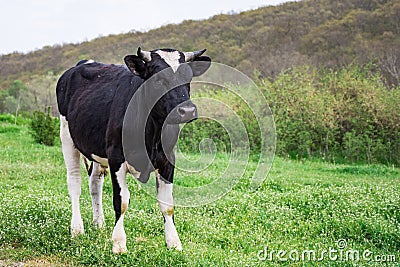 Bulgarian Black White Domestic Cow `Bos Taurus` mammal Stock Photo