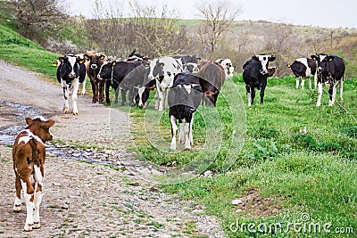 Bulgarian Brown Black White Domestic Cows `Bos Taurus` mammals Stock Photo