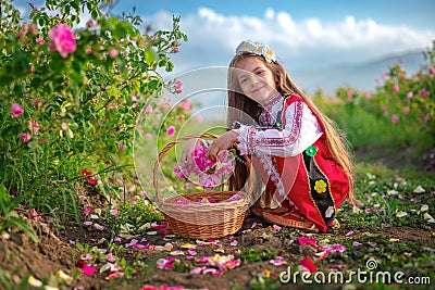 Bulgarian Rose Damascena field, Roses valley Kazanlak, Bulgaria. Girl in ethnic folklore clothing harvesting oil-bearing roses at Stock Photo