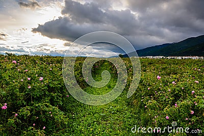 Bulgarian rose field near Karlovo Stock Photo