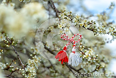 Bulgarian symbol of spring martenitsa bracelet. March 1 tradition white and red cord martisor and the first blossoming tree to Stock Photo