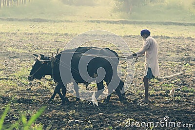 Bulhowal Hoshiarpur Punjab India 07 17 2021 A view of old times a farmer plough fields with help of bulls Editorial Stock Photo