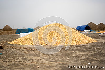 Bulk of corn grains, Selective focus.The bright orange corn kernels are simply stunning Stock Photo