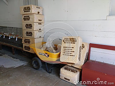 Bulk Supply of Pine Animal Bedding, Shavings, for Chickens, Rabbits, Cavies, and Other Small Critters, Pennsylvania, USA Editorial Stock Photo