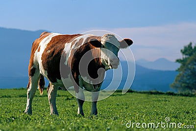 Bull Stock Photo