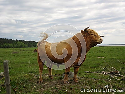 Bull Stock Photo