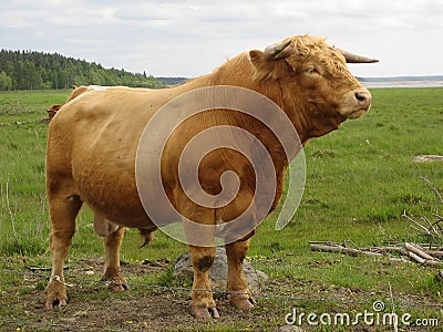 Bull. Stock Photo