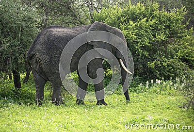 Bull African elephant with ivory tusks roaming the Serengeti of Tanzania, Africa Stock Photo