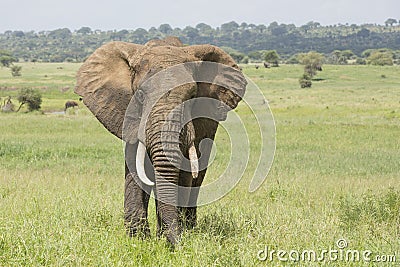 Bull African Elephant (Loxodonta africana) in Tanzania Stock Photo