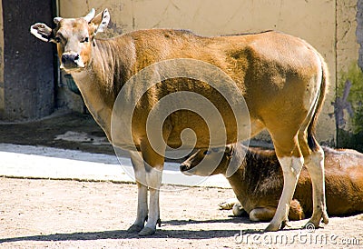 Bull banteng ruminant artiodactyl mammal Bovid Stock Photo