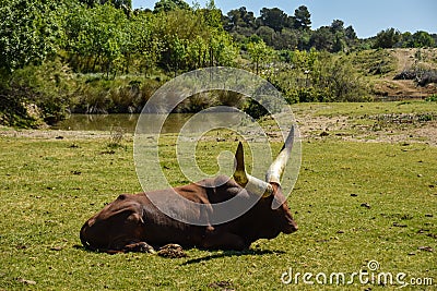 Bull with big horns Stock Photo
