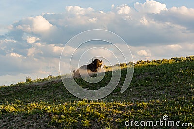 Bull Bison wallowing on hillside on a summers evening light Stock Photo