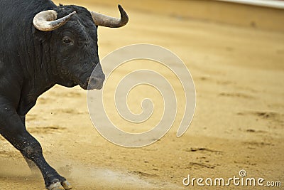 Bull in the bullring. Stock Photo