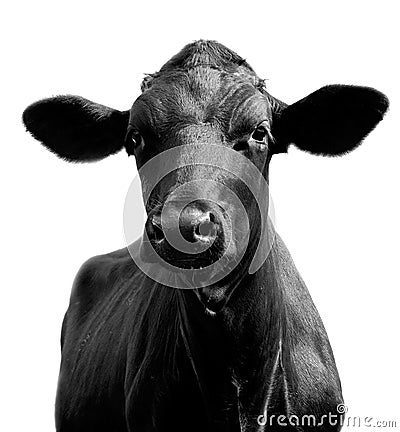 Bull-calf Stock Photo