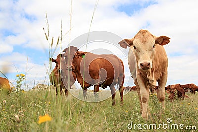 Bull Calf and herd Stock Photo