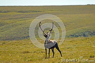 Bull Caribou Stock Photo