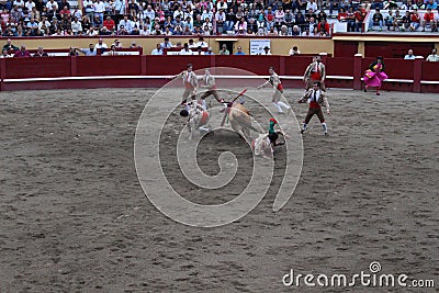 A bull charges through a group of young men. Editorial Stock Photo