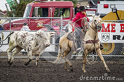 Bull chases after cowboy on horse. Editorial Stock Photo