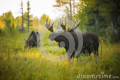 Bull and Cow Moose Stock Photo