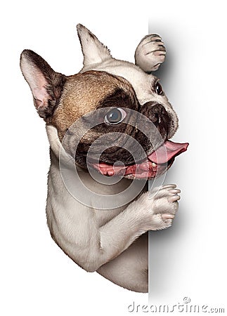 Bull Dog Blank Card Stock Photo