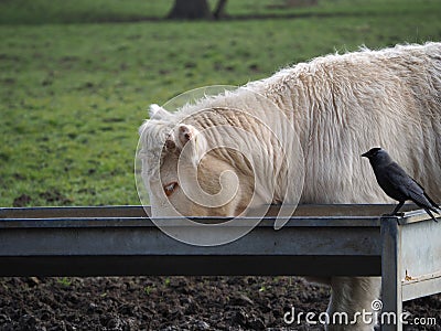 Bull eating with Crow Stock Photo