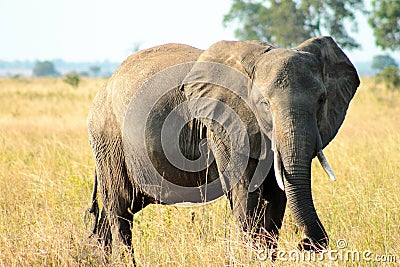 Bull Elephant Stock Photo