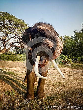 Bull elephant Front view wild animal Stock Photo