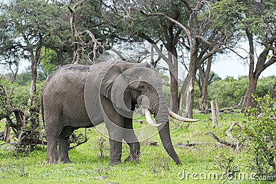 A Bull elephant with massive tusks Stock Photo